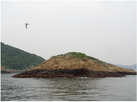 候鳥報到!海上看燕鷗活動7月開跑。(公關照)