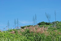 　夏日風情。（圖與文：陳其敏）