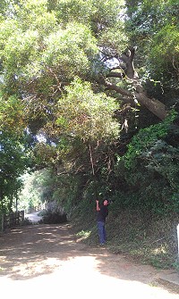 莒光第1線環保工作人員,這一週密集修剪路樹。(圖:莒光鄉公所)