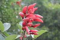 　莿桐。（圖與文：林冰芳）