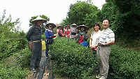 雲津茶坊今夏紅茶專家掛保證,行政院茶改場茶博士邱垂豐(前右1)親自參與採摘與製茶,由台灣首屈一指的紅茶推手完成的紅茶,值得您來品嚐一番。(圖/文:劉秋月)