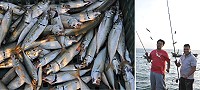 橋仔碼頭突堤近日掀起一股釣鯷魚熱,一個小時釣個百來尾很容易。(圖/文:陳鵬雄)