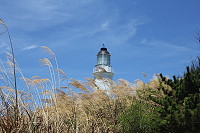 盛夏五節芒　圖與文：林冰芳