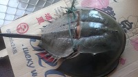 　馬祖少見的鱟(ㄏㄡˋ)。（圖／陳善澔提供）
