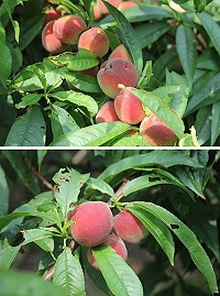 　桃果累累。（圖與文：林冰芳）