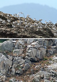 (上圖)颱風過後北竿中島及鐵尖燕鷗安然度過風災。(圖:王樹欽提供);(下圖)歷經巨浪灌頂後,東引雙子礁上的鷗鳥數量未見減少。(圖/文:陳其敏)
