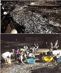 　橋仔鯷魚大靠岸，牽罟體驗一網捕獲千斤漁獲。（圖／文：陳鵬雄）
