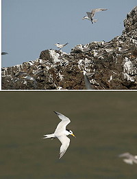 上圖:混在鳳頭燕鷗群中的黑嘴端鳳頭燕鷗,下圖:「神話之鳥」黑嘴端鳳頭燕鷗。(圖:台北市野鳥學會提供)