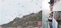 　來自大陸福建、浙江與香港、美國等地的學者專家20日下午前進馬祖燕鷗保護區，觀察燕鷗鳥況與保育措施。（圖：台北市野鳥協會提供）