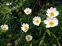 　野性的芬芳。（圖與文：陳其敏）