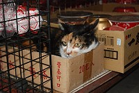 　營養可口。（圖與文：邱竟瑋）