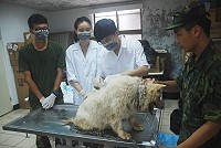 　連江縣政府建設局獸醫師為東引駐軍部隊犬隻施打狂犬病疫苗。（圖／文：陳其敏）