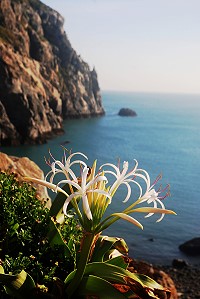 　除了紅藍、紅花石蒜外，有白花石蒜之稱的文殊蘭，亦是東引夏日的美麗風情。（圖／文：陳其敏）
