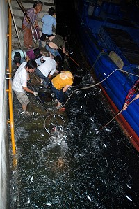 　東引中柱港區每年都會上演的魚躍盛況，今年還未出現。（圖：本報資料庫）