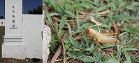 　蝗蟲出沒。（圖／文）：林冰芳