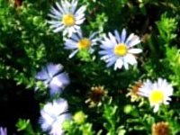 長萼瞿麥、狗娃花等野生花卉,是紅紫色系的代表植物。(圖/文:陳其敏)