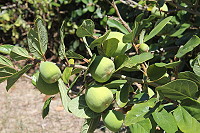 　不是愛玉。（圖與文：林冰芳）
