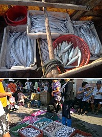 　（上圖）北竿橋仔漁民白帶魚大豐收。（圖／文：陳鵬雄）；（下圖）週六早晨山隴市場叫賣出售季節性鮮魚，引來鄉親及遊客圍觀。（圖：曹祥官提供）　