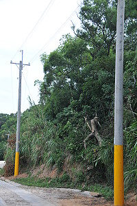 　芹壁五家村聚落申請用電，台電以架空方式供電，過程中清除部份路樹強調是必要性措施。（圖／文：陳鵬雄） 