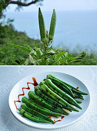 縣府建設局輔導農民轉種植高經濟作物有成,今年主力作物黃秋葵大放異彩,還有「田中阿鈣」、「綠色維骨力」等封號,市場反應奇佳,價格也相當不錯。(圖/文:曹重偉)