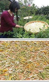 金銀花為地區傳統涼茶原料之一,至今仍受鄉親的採摘、使用。(圖:橋仔開心農場提供)