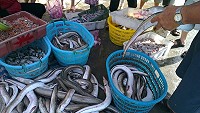 橋仔漁民定置網海鰻大有斬獲,昨一早直接船運南竿兜售,造成山隴市場搶購。(圖:曹祥官提供)