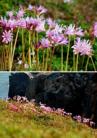 經過「潭美」颱風的澆灌,東引的「紅藍石蒜」終於甦醒開花。(圖/文:陳其敏)