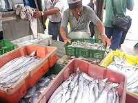 　搶鮮第一岸。（圖／文：本報編輯部）
