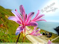 全村一起來熱鬧!(圖與文:張登傑、陳樂團)