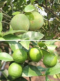 不受颱風影響,生長在背風面的柚子、檸檬結果纍纍。(圖/文:林冰芳)