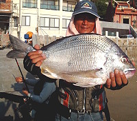 大物出水　圖與文：陳鵬雄