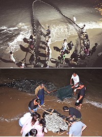時序入秋,北竿橋仔仍能提供牽罟活動體驗。(圖/文:陳鵬雄)