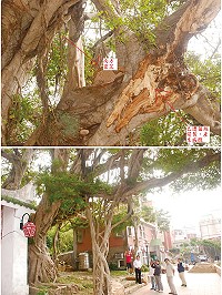 馬祖仁愛村號稱有200年以上歷史的「神榕」遭南方靈芝侵襲,部分樹幹已遭到感染,縣府建設局9月30日邀請農委會林業試驗所專家及鐵板社區發展協會代表會商,謀求拯救之道。(圖/文:邱竟瑋)