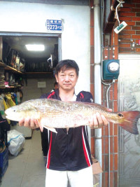 10斤紅鼓魚由台灣釣友大龍峒會長在北竿小坵南礁釣獲。(圖:梅花公主號民宿提供)