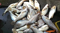東莒船老大磯釣民宿鄭智新18日在林坳嶼附近船釣鰆仔,魚體大約100公克。(圖:鄭智新提供)