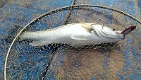 馬祖鱸魚季節開始,東莒船老大民宿鄭智新釣到第1隻鱸魚。(圖:東莒船老大民宿提供)