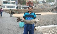 星漾海景民宿王家凌昨定置網捕獲一隻14斤大隻鱸魚。(圖:星漾海景民宿提供)