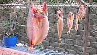 午仔魚「一夜干」。(圖:曹祥官提供)