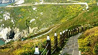 油菊花開　圖與文：陳其敏