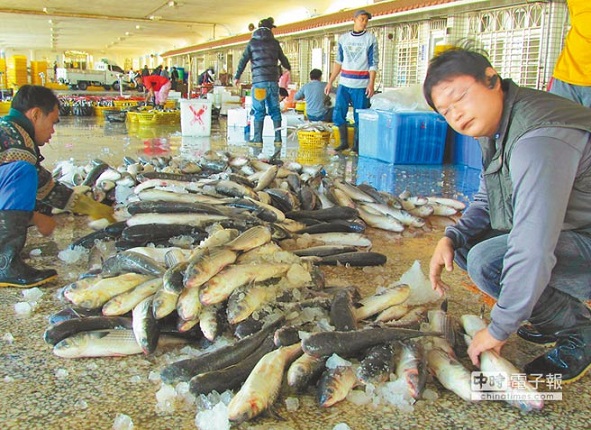 台中港籍漁船「尖再發10號」,在東引東南方海域捕獲3000多尾烏魚,昨日載回梧棲漁港拍賣!(圖/中國時報陳世宗攝)
