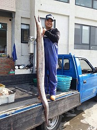 　北竿橋仔漁民王永興兒子王家文開心的抬起30斤海鰻。（圖：橋仔星漾海景民宿提供）
