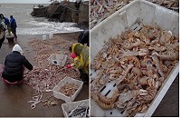 橋仔漁民捕獲大量蝦蛄,漁獲佔滿了碼頭面。(圖/文:陳鵬雄)