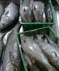 最近市場出現黑鮸魚,魚體大小不一。(圖:網友「關心」提供)