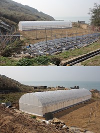 東莒農民蓋溫室種植場實施有機栽種,將推展農業精緻化。(圖/文:林冰芳)