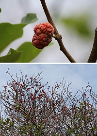 　柘果滿樹梢。（圖與文：林冰芳）