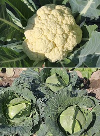 　冬令時蔬高麗、大白菜香甜好滋味，同時期盛產的青、花椰菜也是健康蔬菜。（圖／文：林冰芳）