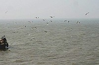 環繞船隻四周捕食小魚的海鷗。(圖:北竿橋仔星漾海景民宿)