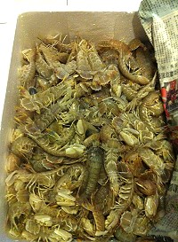 蝦蛄用保麗龍盒裝可保鮮度,且時間掌握準確,還是活跳跳的蝦蛄。(圖:陳鴻杰老師提供)
