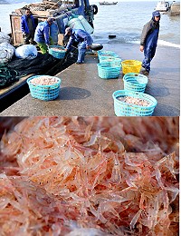 入冬後首批蝦皮出現,橋仔漁民近日大豐收。(圖/文:陳鵬雄)