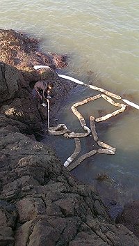 福澳救生大隊前海域昨天傳出油污染事件,縣府環保局立即會同海巡、岸巡將污染控制、清理,避免污染進一步擴大。(圖:縣府環保局提供)